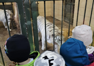 Dzieci oglądają tygrysy bengalskie.