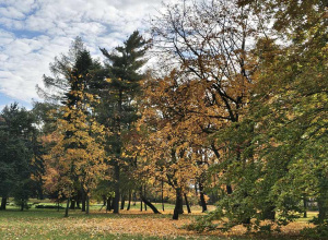 Park Jesienią - gr. IV