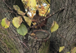 Wiewiórka siedzi na drzewie i je orzecha