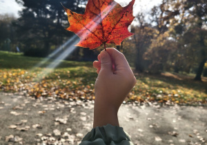 Obserwacja czerwonego liścia pod słońce