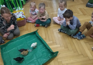Dzieci oglądają małe kurczaczki