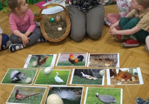 Prezentacja ptaków i jaj które znoszą